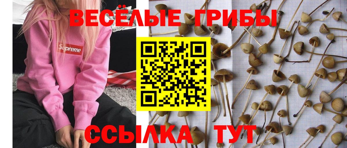 Галлюциногенные грибы Psilocybe Гулькевичи